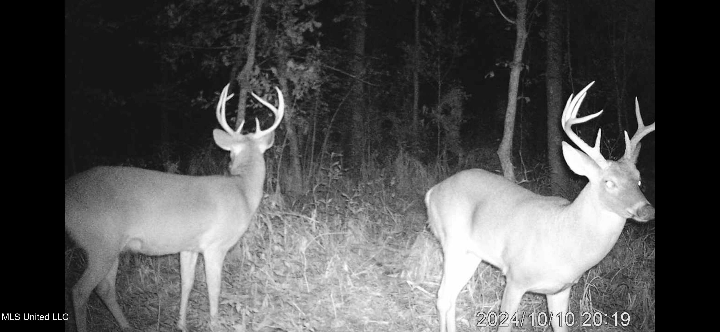 24 Co Road Enterprise, MS 39330 - Photo 65 of 89 IMG_5968