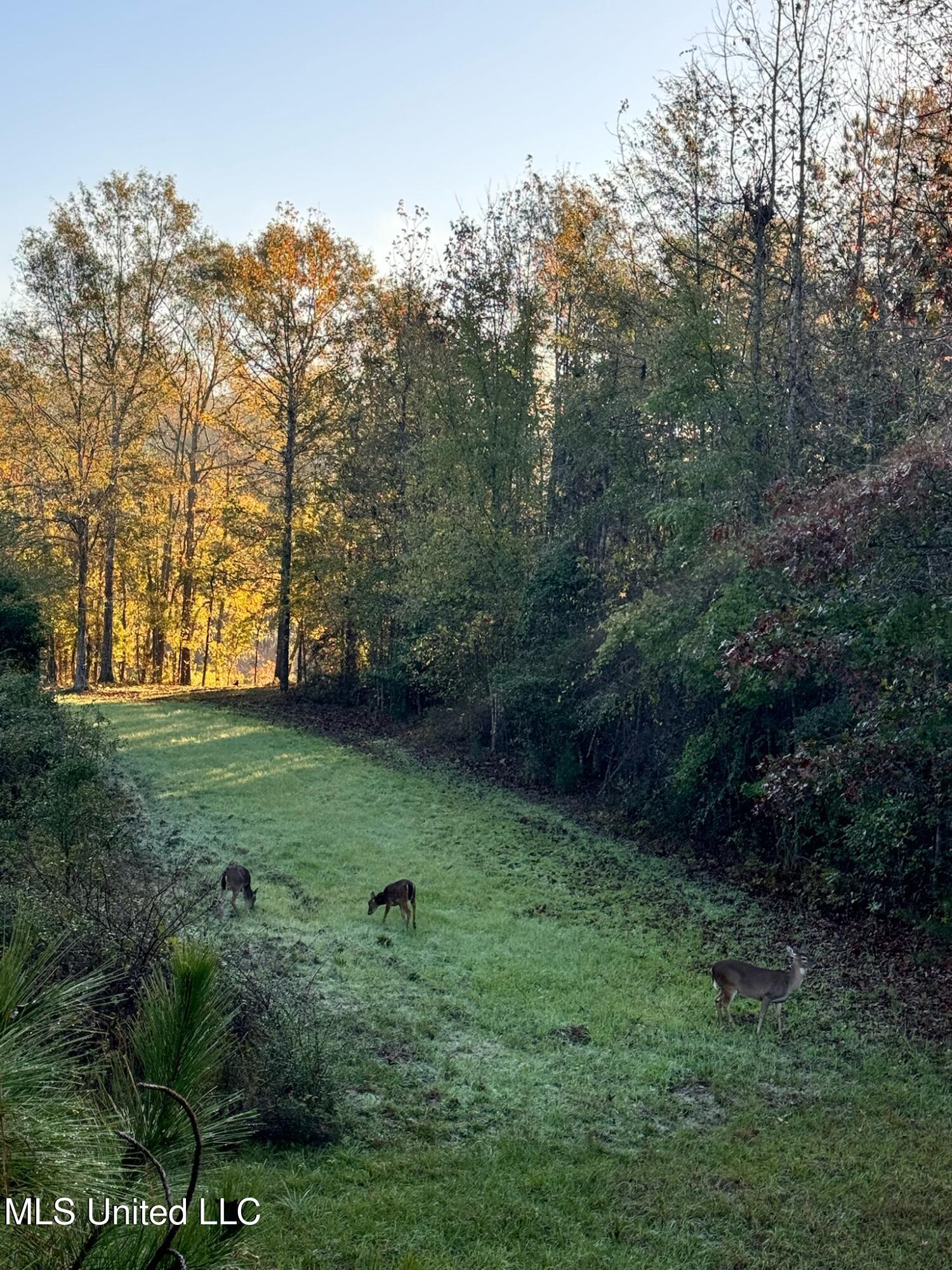 24 Co Road Enterprise, MS 39330 - Photo 72 of 89 IMG_6646