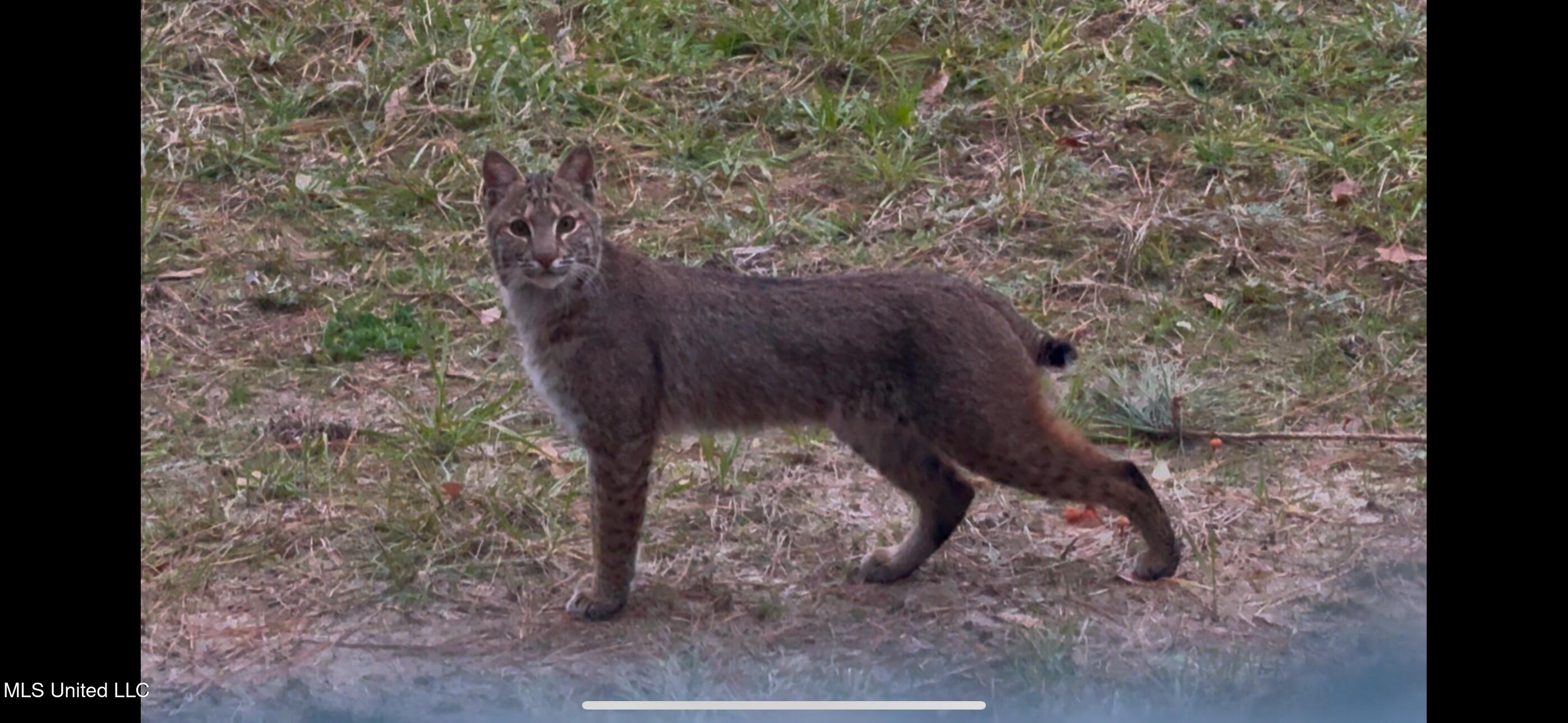 24 Co Road Enterprise, MS 39330 - Photo 83 of 89 IMG_8374
