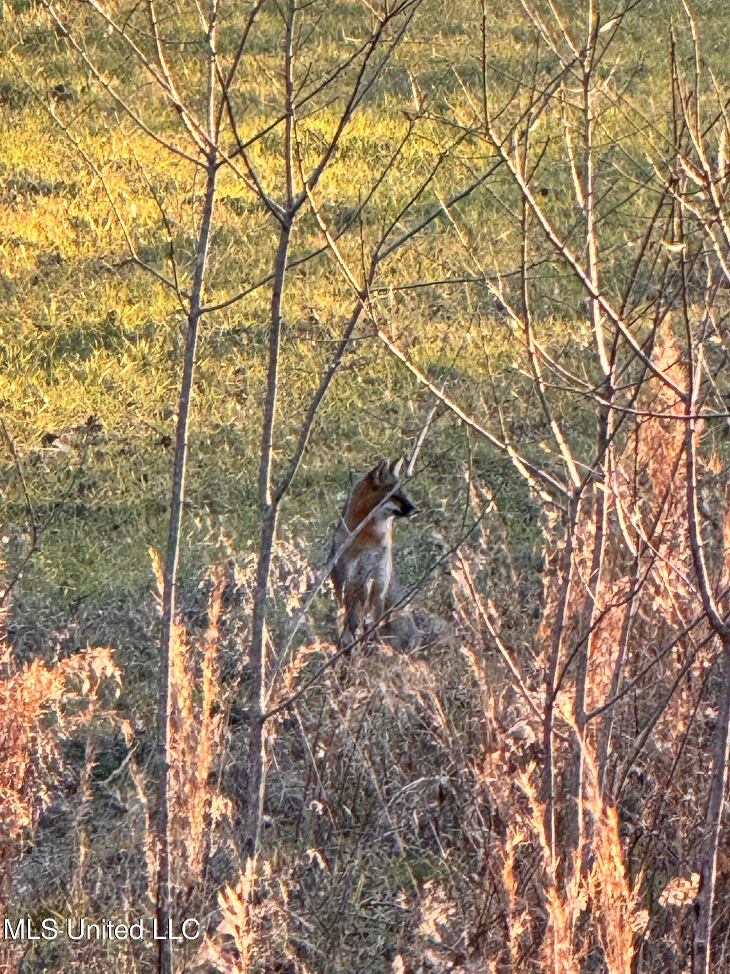 24 Co Road Enterprise, MS 39330 - Photo 84 of 89 IMG_8389