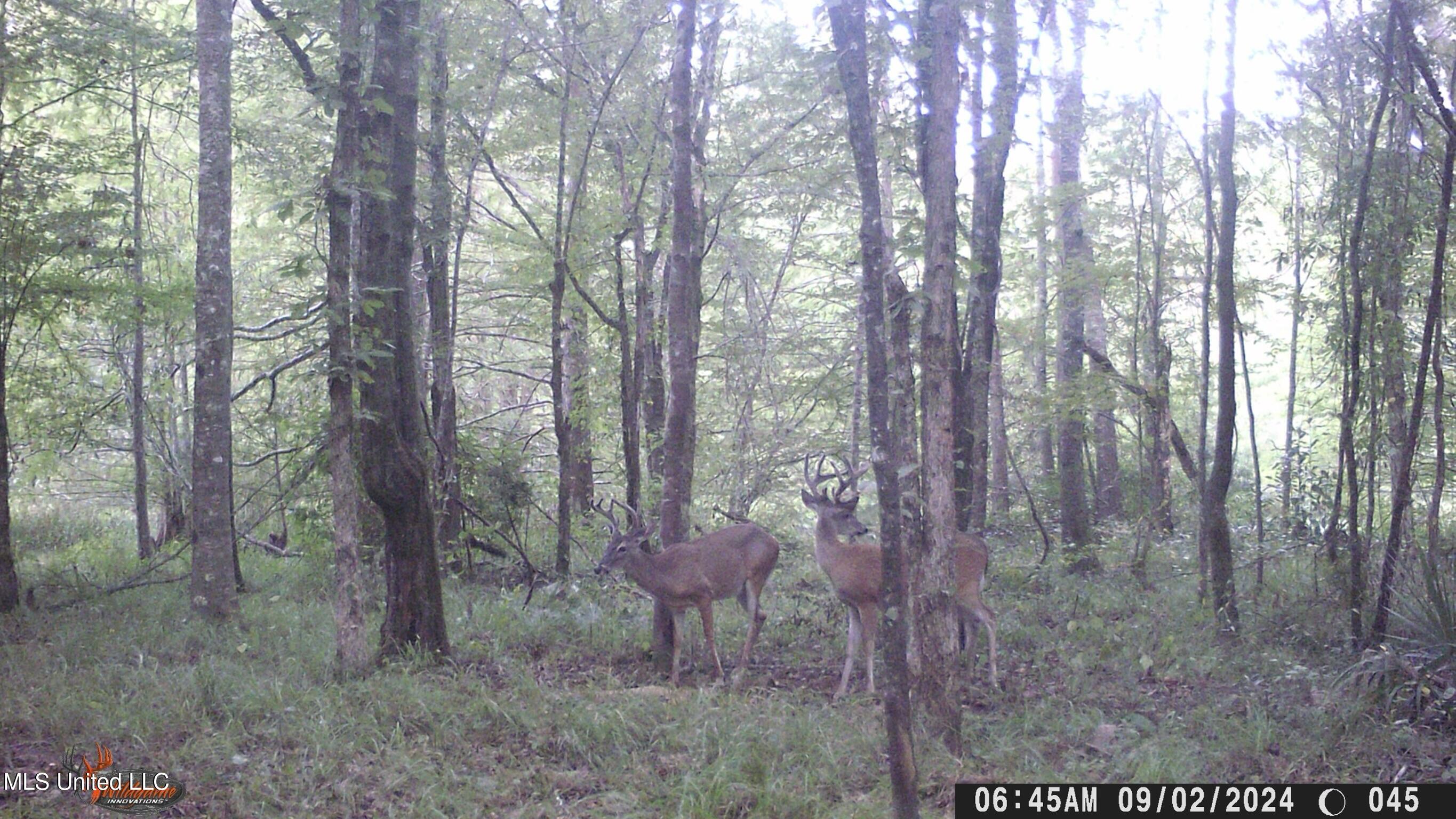 24 Co Road Enterprise, MS 39330 - Photo 88 of 89 WGI_0045