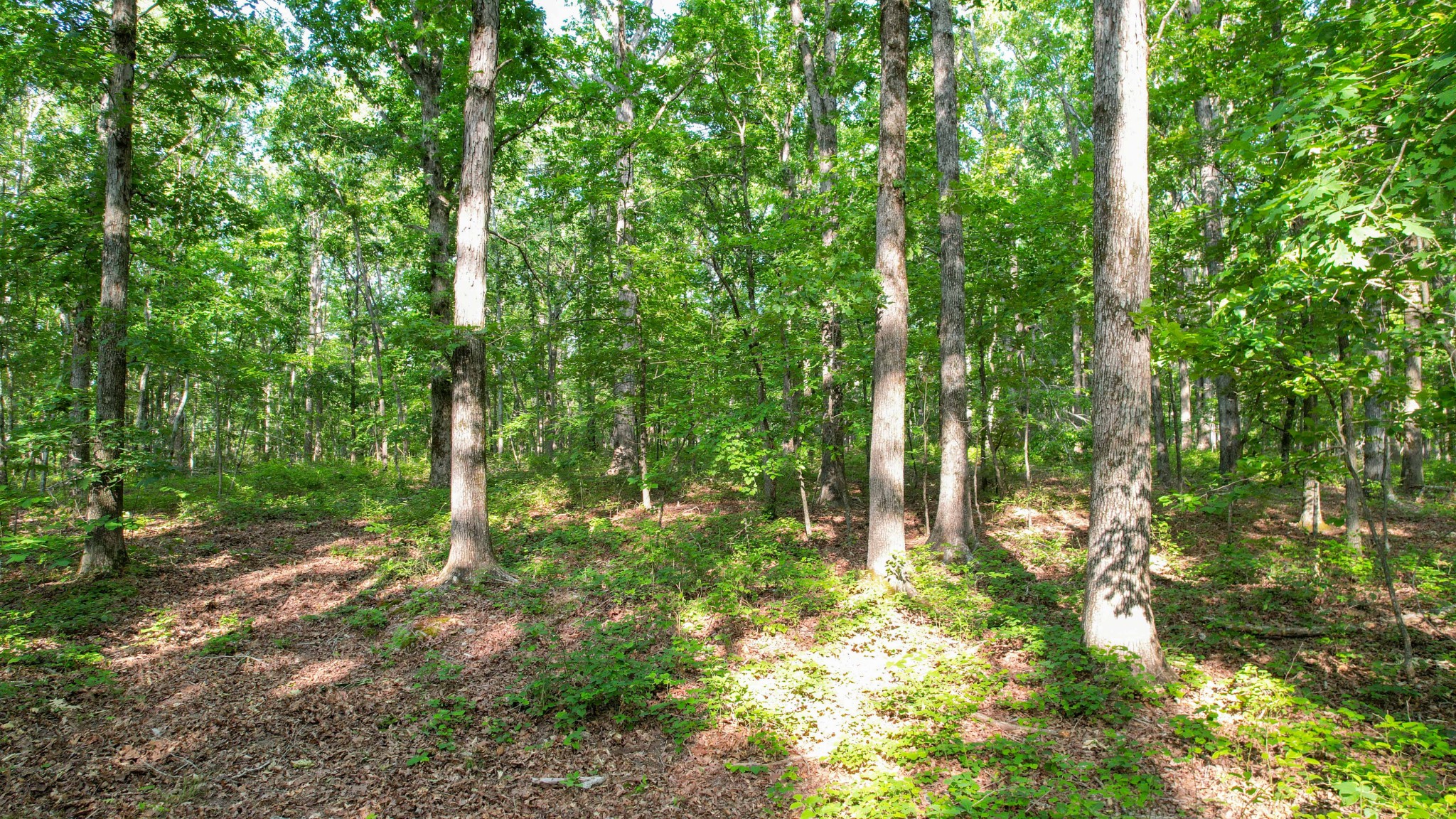 1267 Wades Branch Road Centerville, TN 37033 - Photo 62 of 73