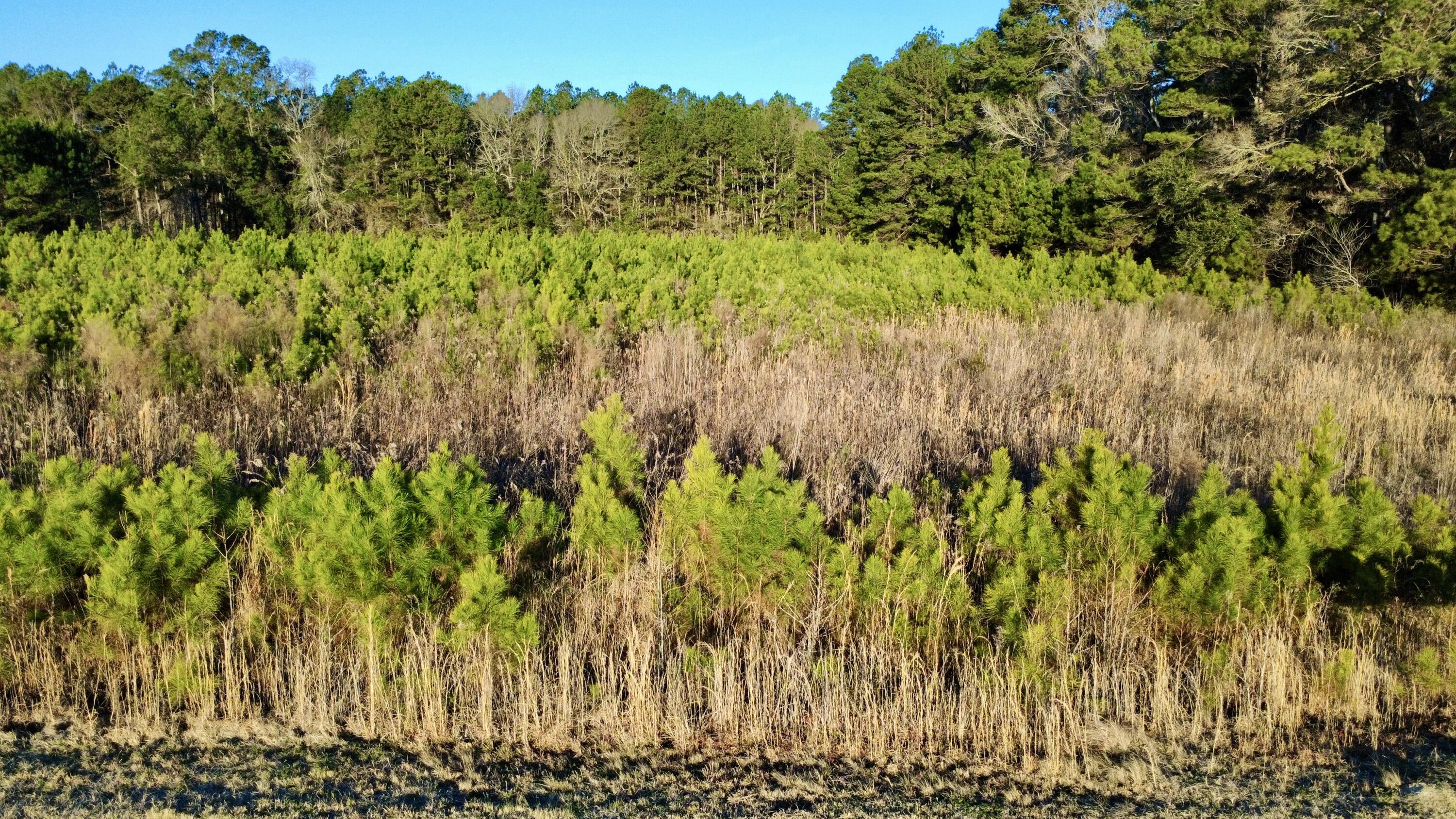 1 Dantzler Road Harleyville, SC 29448 - Photo 6 of 10 IMG_7737
