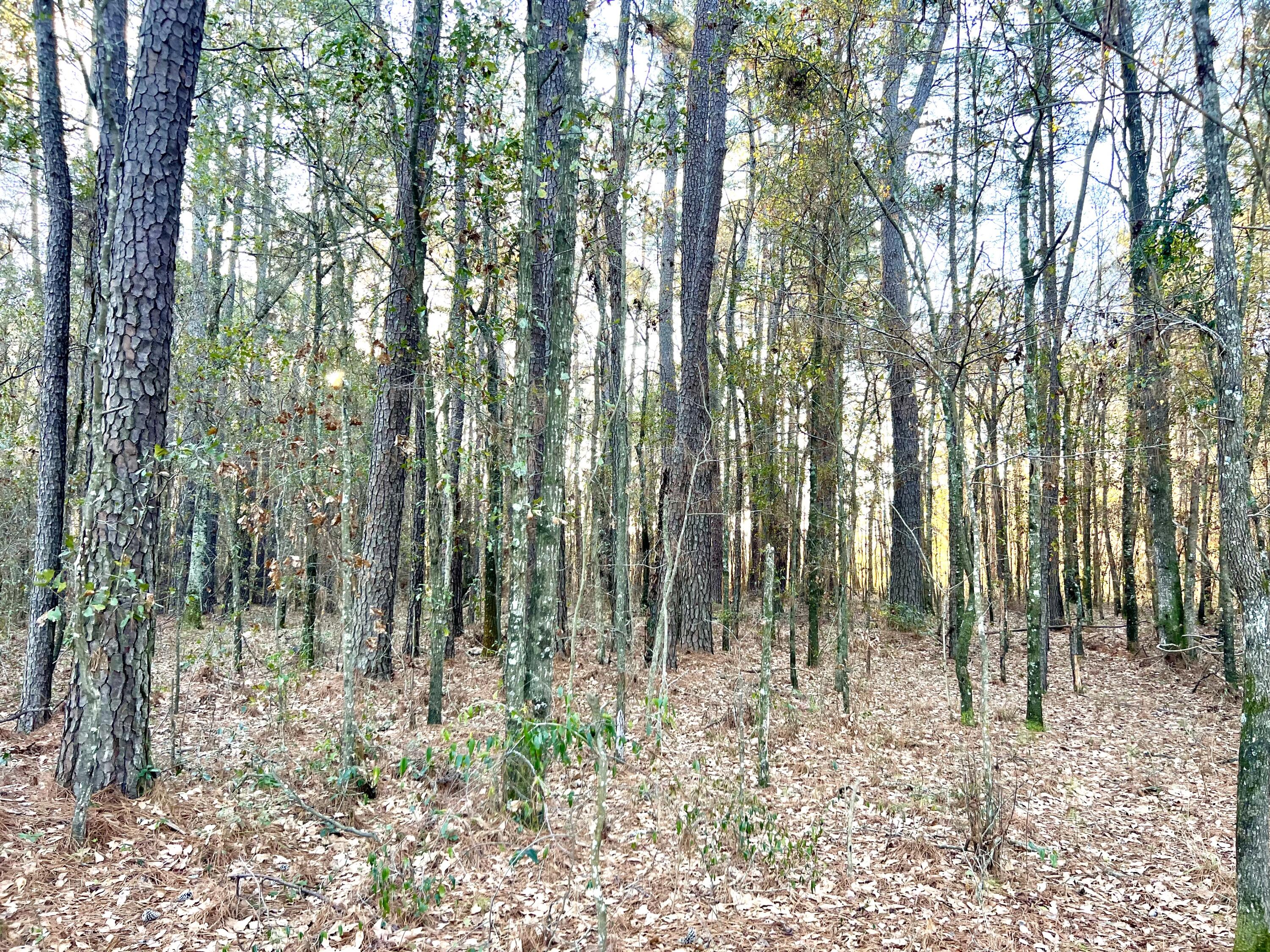 1 Dantzler Road Harleyville, SC 29448 - Photo 9 of 10 IMG_7738