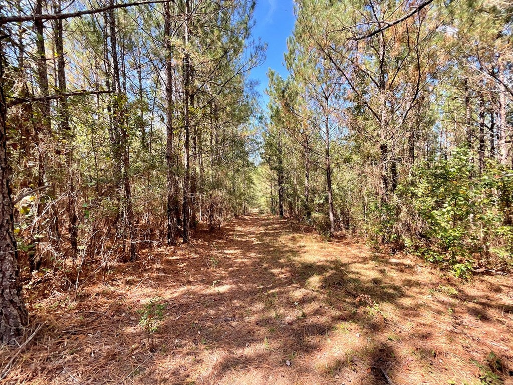 88 Wheeler Rogers Road Rupert, GA 31081 - Photo 12 of 73 Gallery Image 12