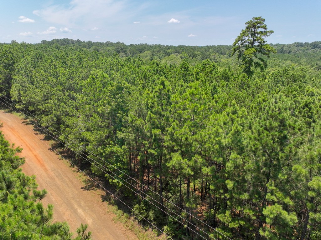 6 North Bayou Road Hemphill, TX 75948 - Photo 6 of 6 a view of a bunch of plants and trees