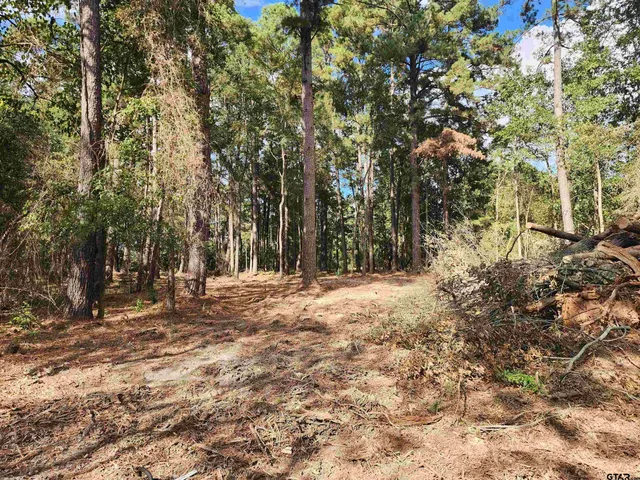 a view of a yard with trees
