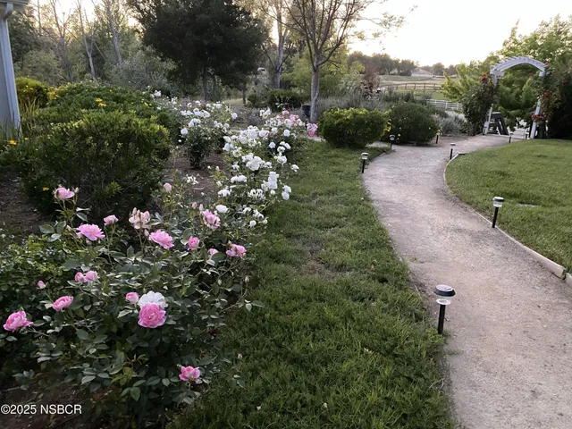 a picture of flowers