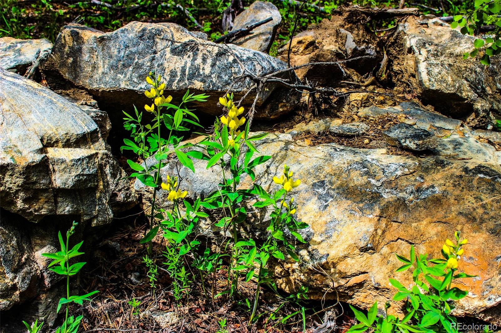 4 Roosevelt Ridge Black Hawk, CO 80422 - Photo 11 of 30 a picture of flowers