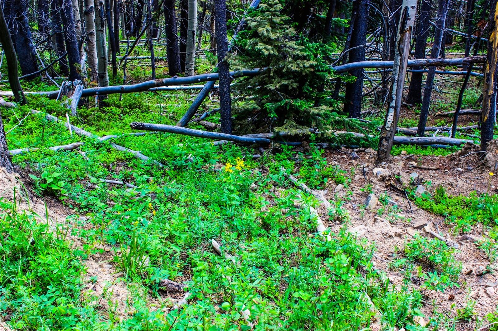 4 Roosevelt Ridge Black Hawk, CO 80422 - Photo 16 of 30 a view of a backyard with plants