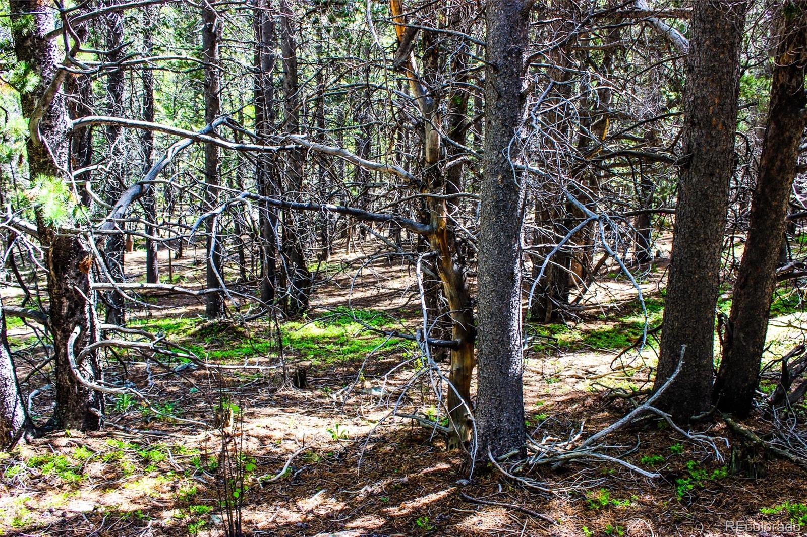 4 Roosevelt Ridge Black Hawk, CO 80422 - Photo 17 of 30 a view of tree in the forest