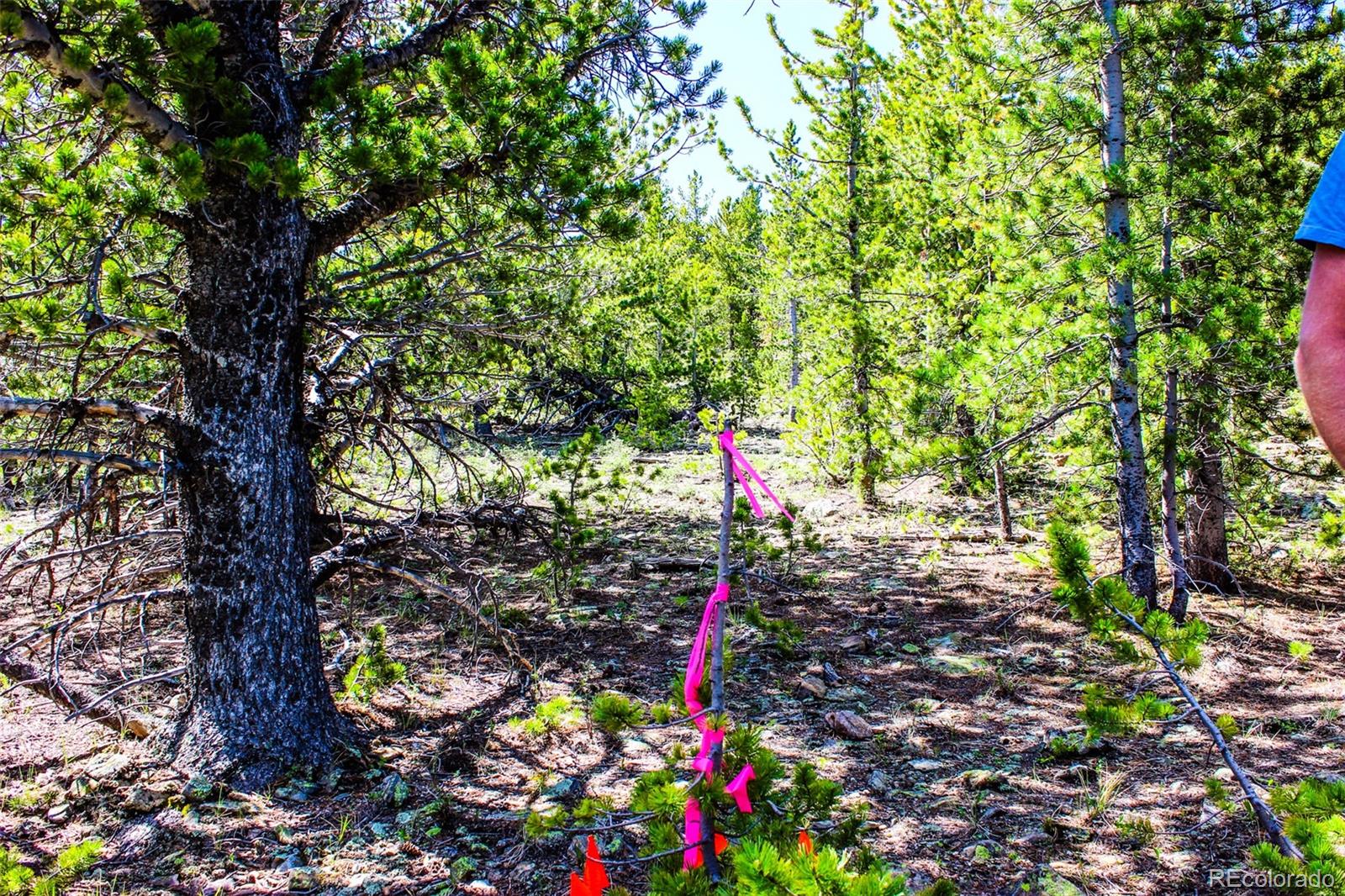 4 Roosevelt Ridge Black Hawk, CO 80422 - Photo 18 of 30 a small garden covered with tall trees