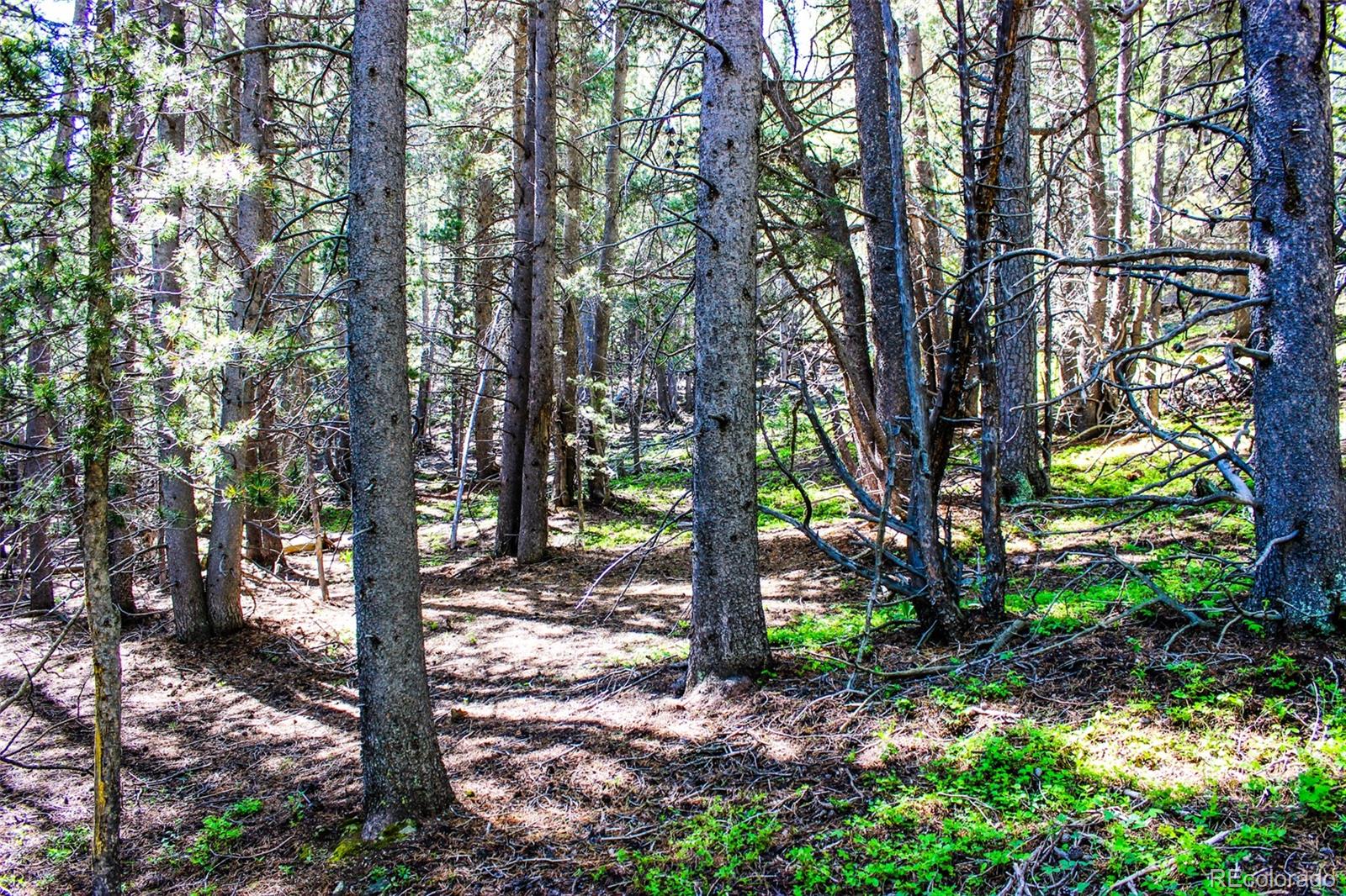 4 Roosevelt Ridge Black Hawk, CO 80422 - Photo 19 of 30 a view of a forest filled with trees