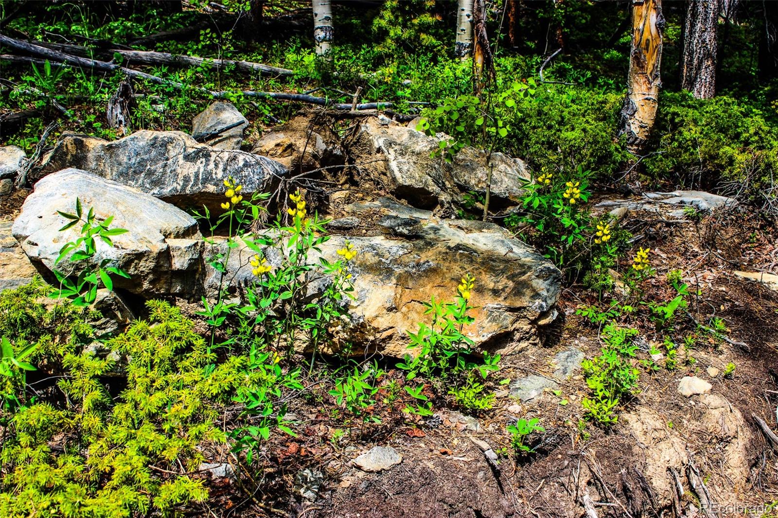 4 Roosevelt Ridge Black Hawk, CO 80422 - Photo 7 of 30 a view of a garden with plants