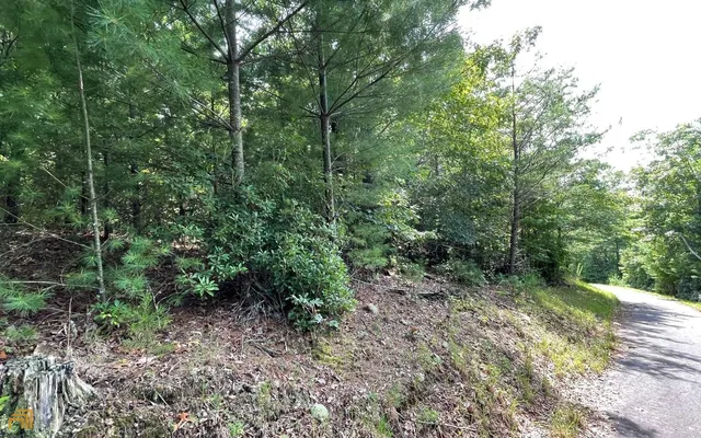 a view of a forest with a tree