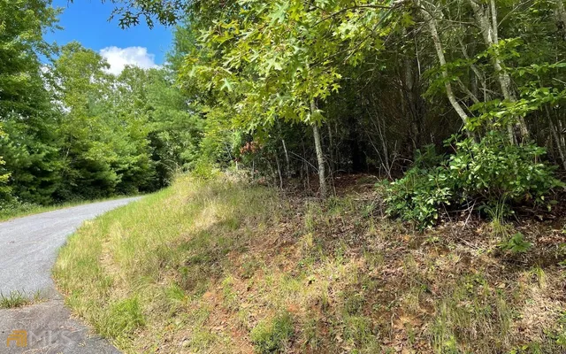 a view of a forest with trees in the background