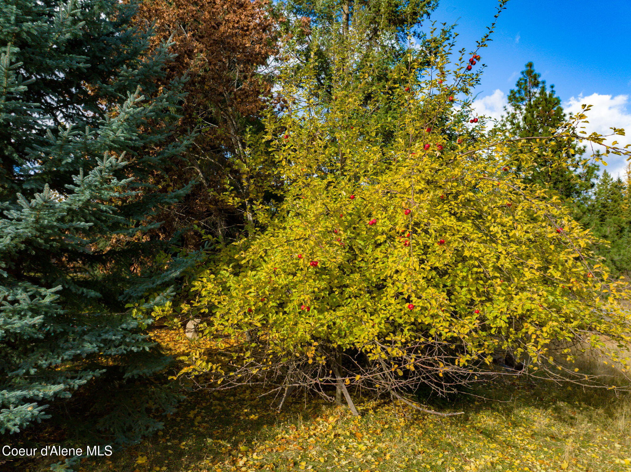 6584 East Burma Road Harrison, ID 83833 - Photo 58 of 72 57-web-or-mls-Aerial-Drone-9