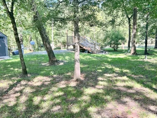 a view of a tree in the back yard