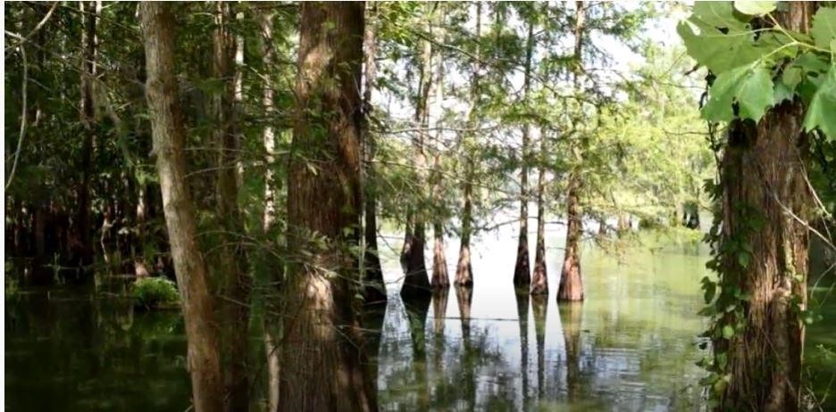 478 Center Drive Cleveland, TX 77327 - Photo 8 of 33 a view of residential houses with street view