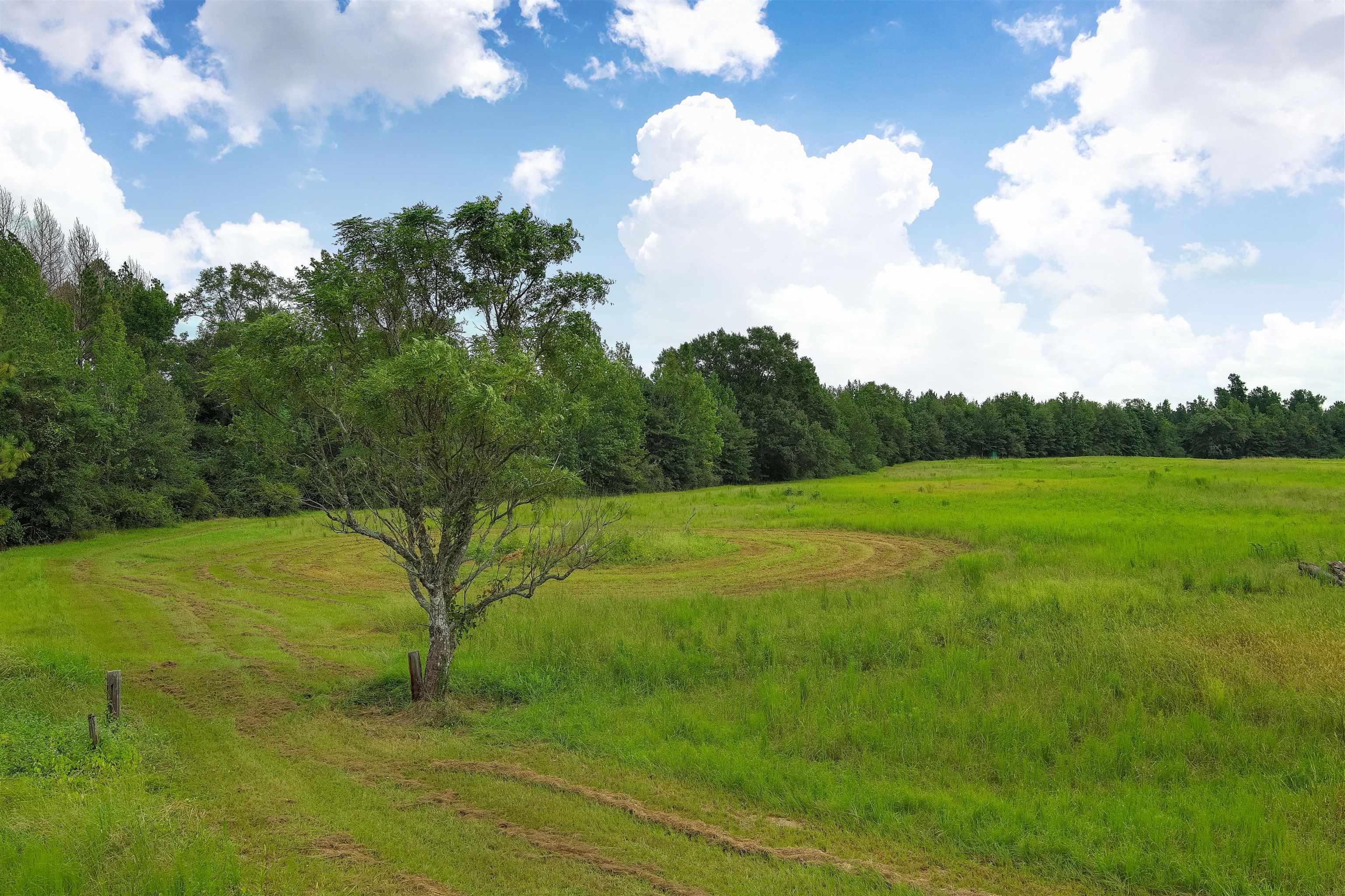 1147 Mack Pond Road Atmore, AL 36502 - Photo 26 of 40 View of local wilderness with a rural view