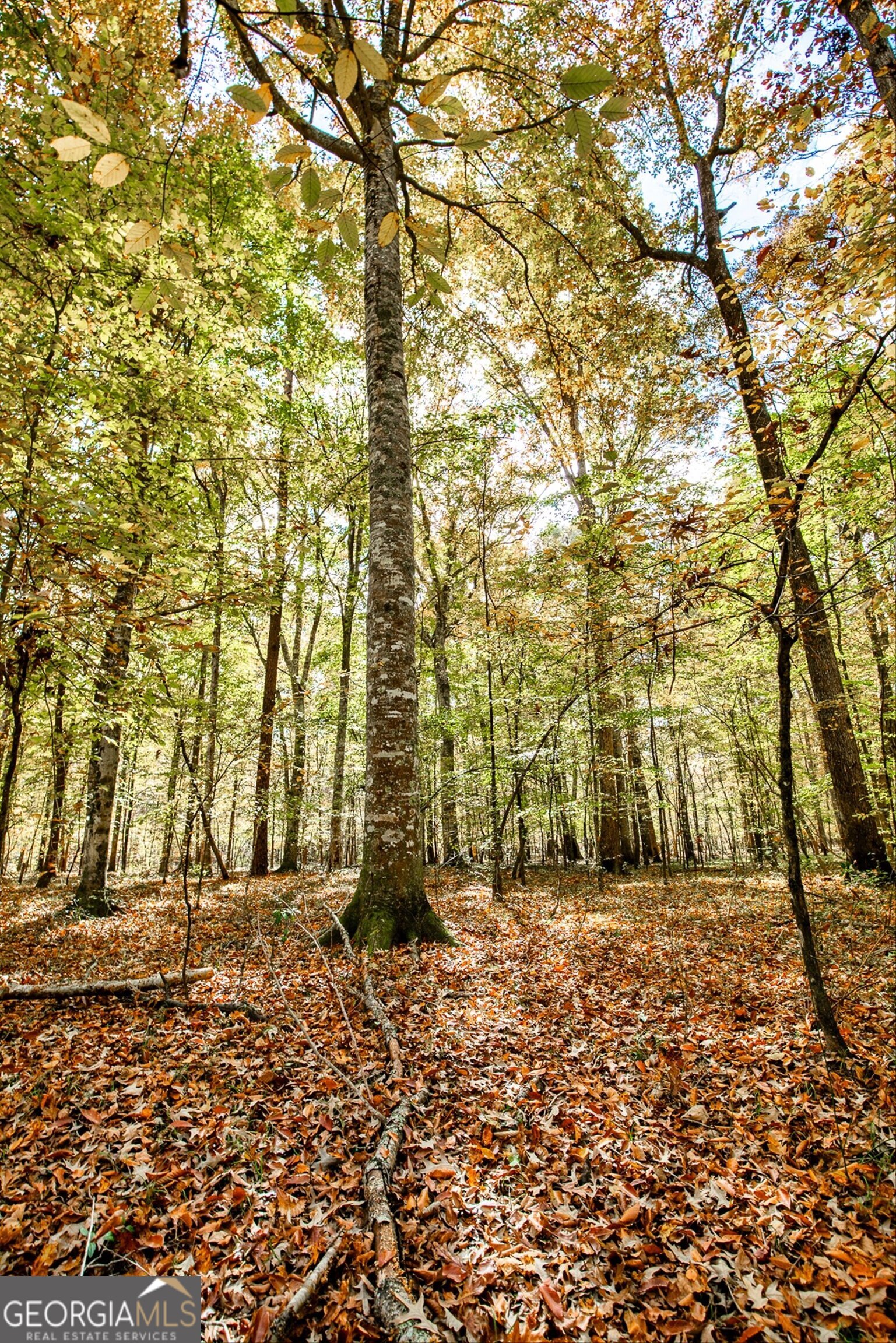 0 Morgan Mill Road Senoia, GA 30276 - Photo 18 of 31 a view of open space