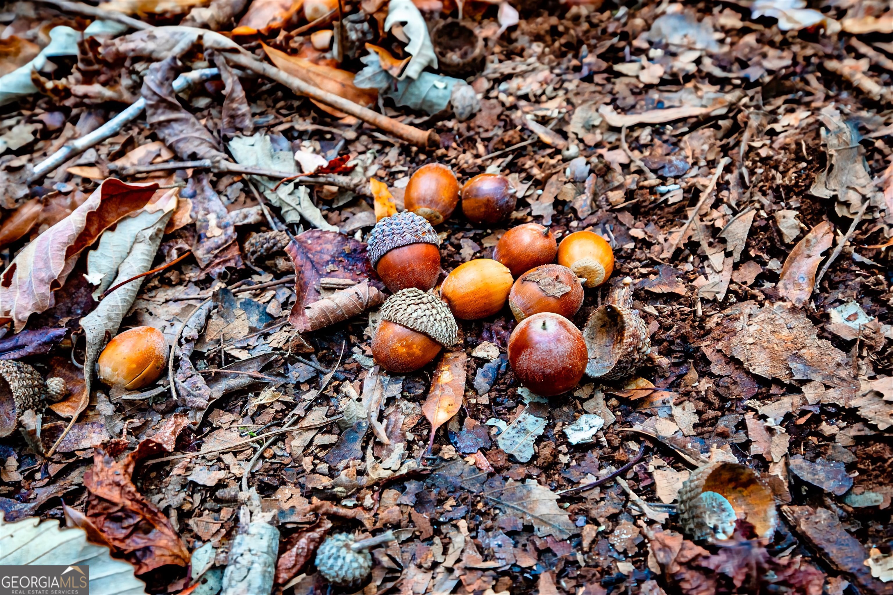 0 Morgan Mill Road Senoia, GA 30276 - Photo 20 of 31 a room with lots of bushes
