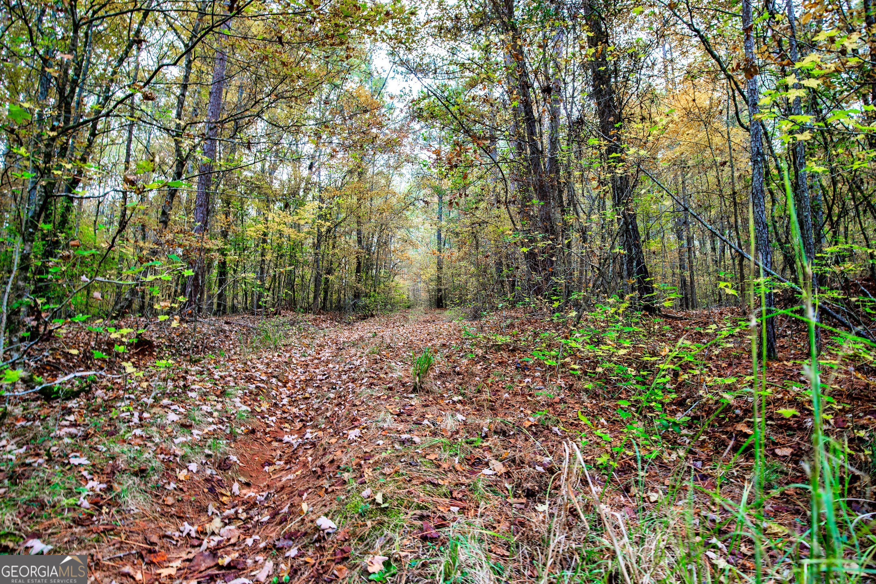 0 Morgan Mill Road Senoia, GA 30276 - Photo 21 of 31 a big yard with lots of green space and fog