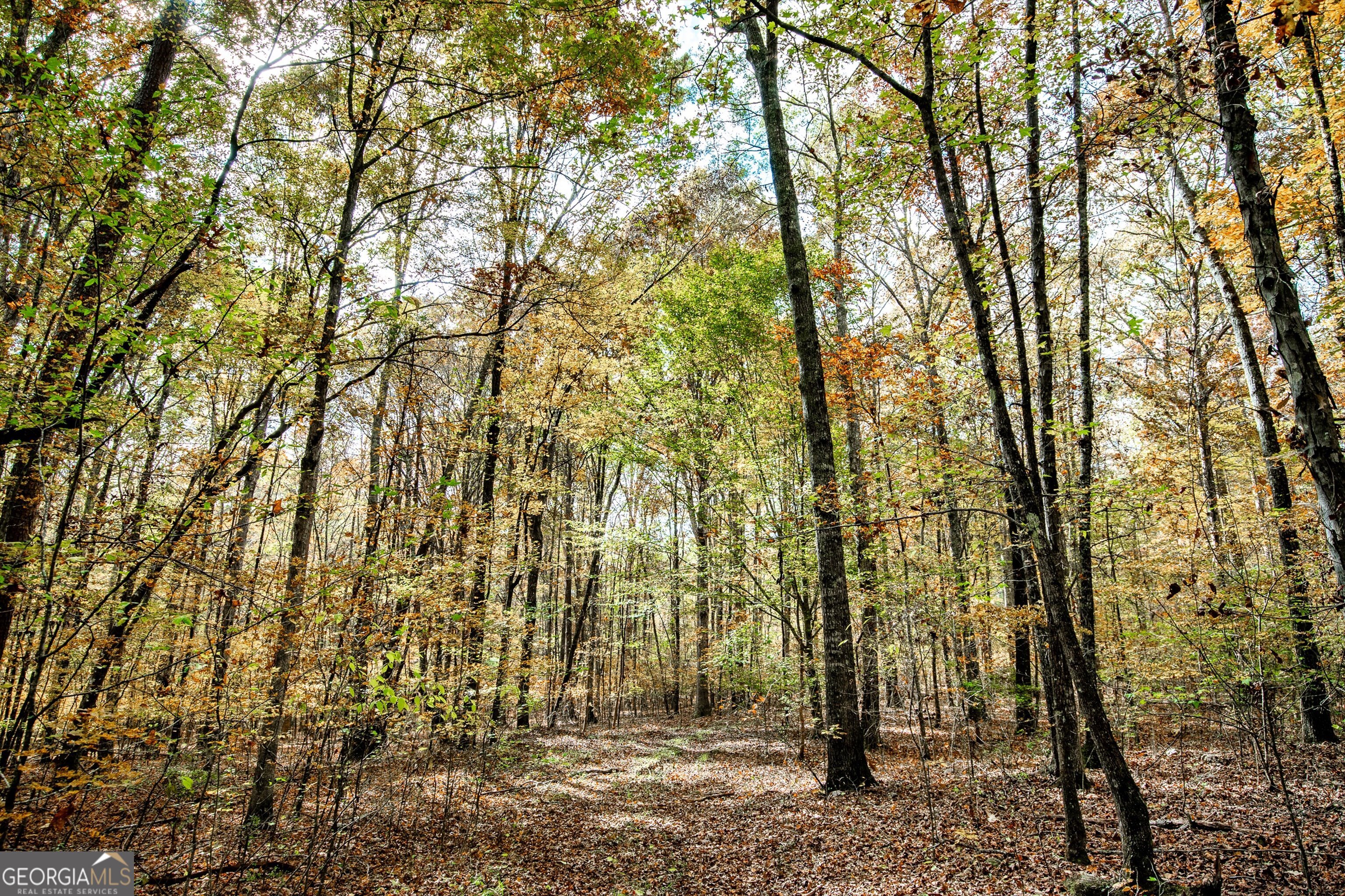 0 Morgan Mill Road Senoia, GA 30276 - Photo 22 of 31 a view of outdoor space and a yard