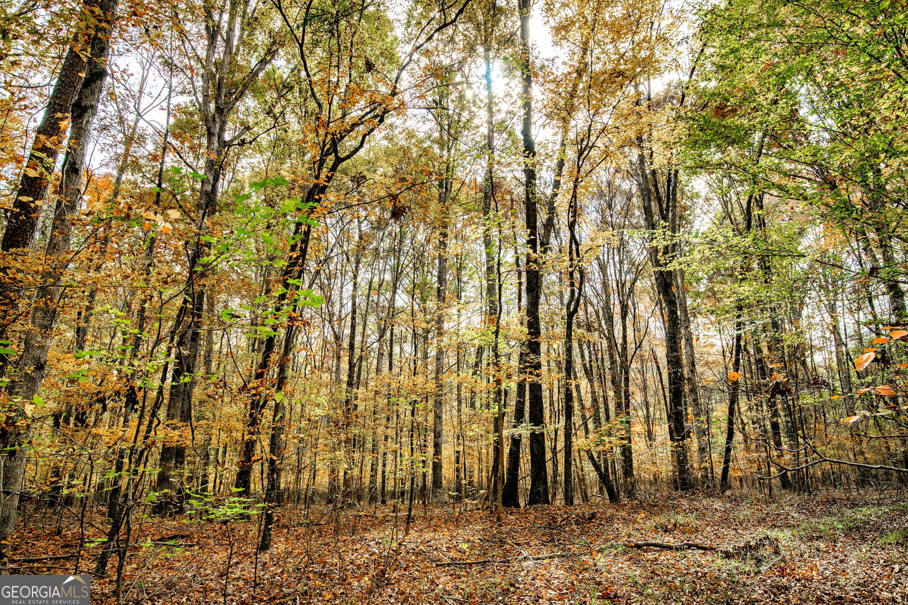 0 Morgan Mill Road Senoia, GA 30276 - Photo 23 of 31 a view of a backyard of the house
