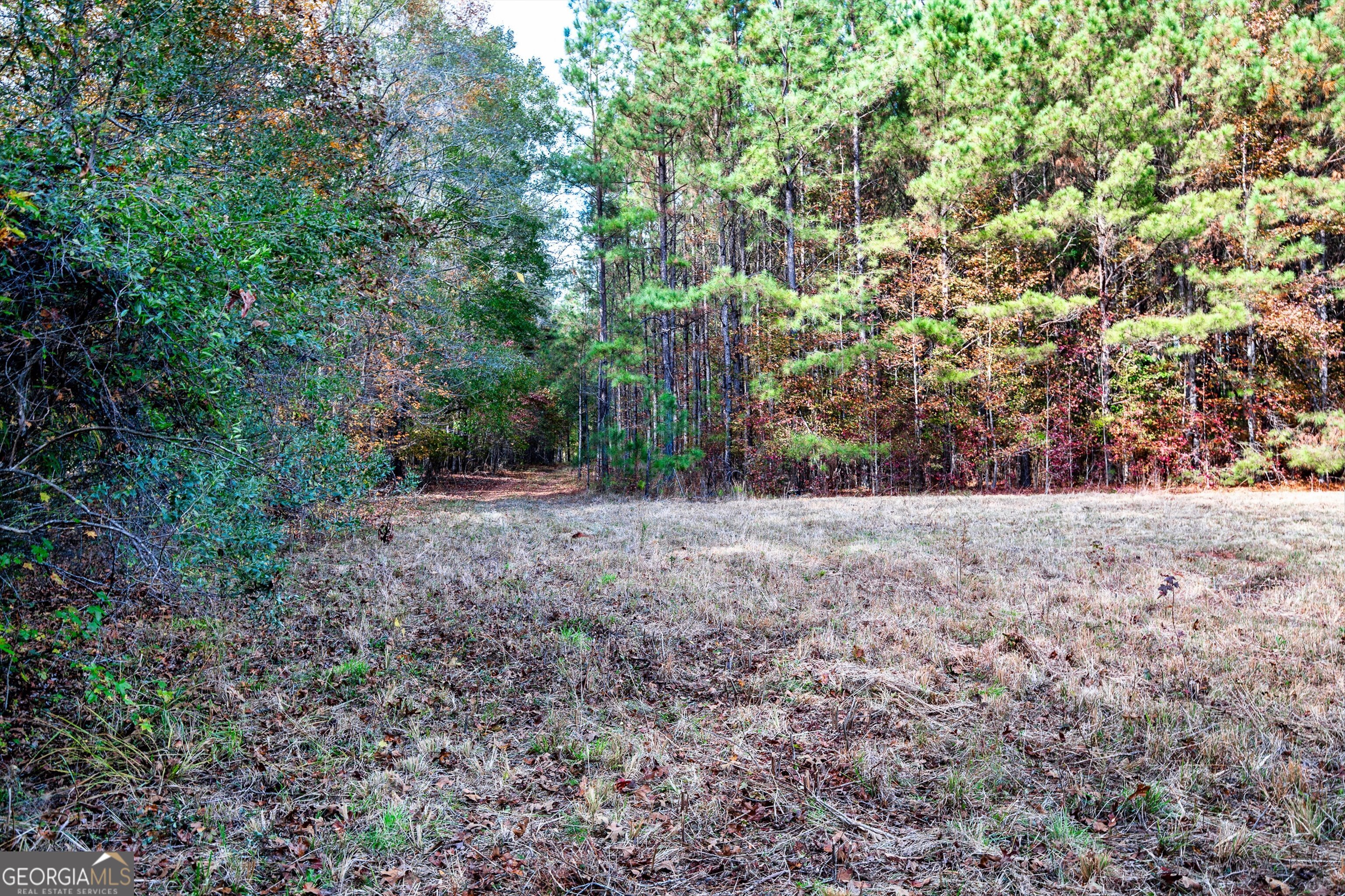 0 Morgan Mill Road Senoia, GA 30276 - Photo 26 of 31 a view of a yard with large trees