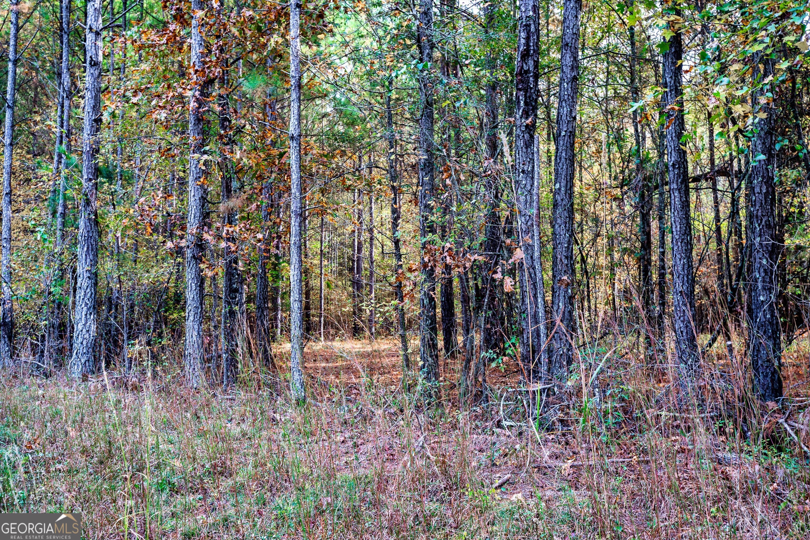 0 Morgan Mill Road Senoia, GA 30276 - Photo 30 of 31 a view of a backyard