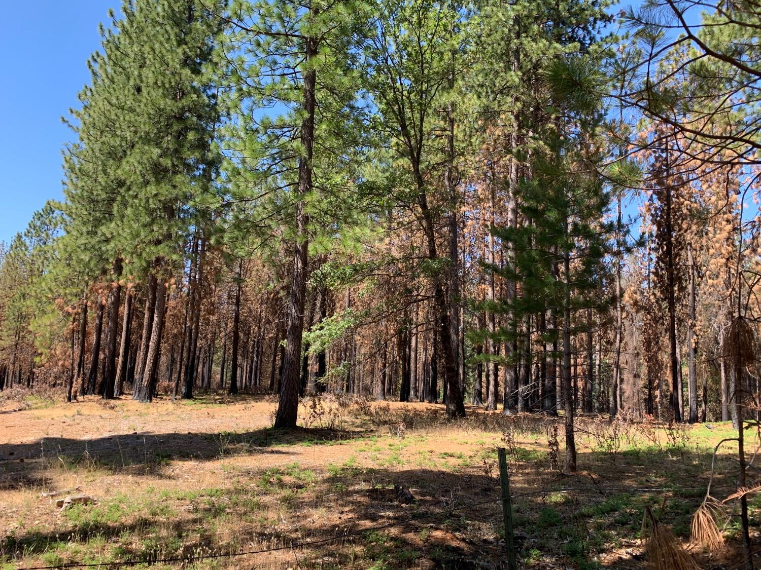 10acres Huggy Bear Lane, Grizzly Flats, CA 95636 Compass