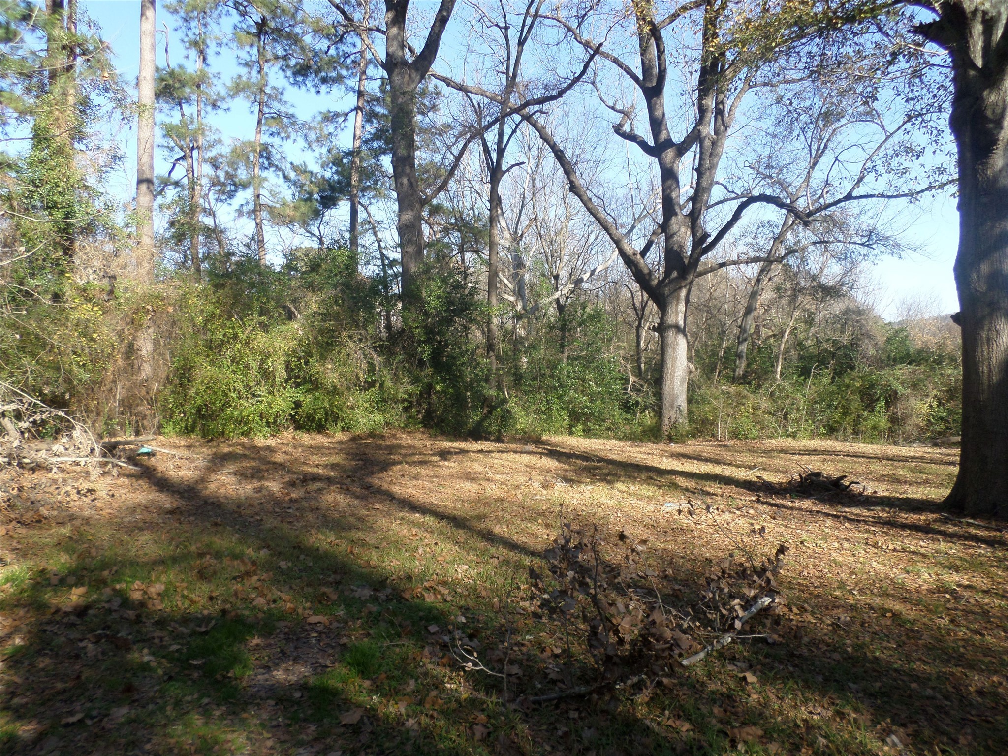 301 South Roberts Street Gilmer, TX 75644 - Photo 6 of 15 a view of a yard with plants and trees