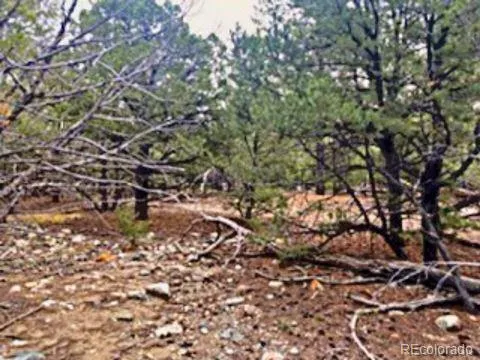 a picture of tree