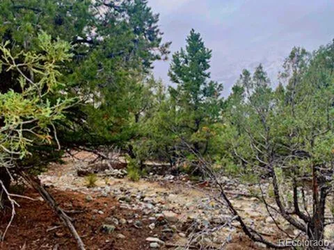a view of a yard with plants and trees