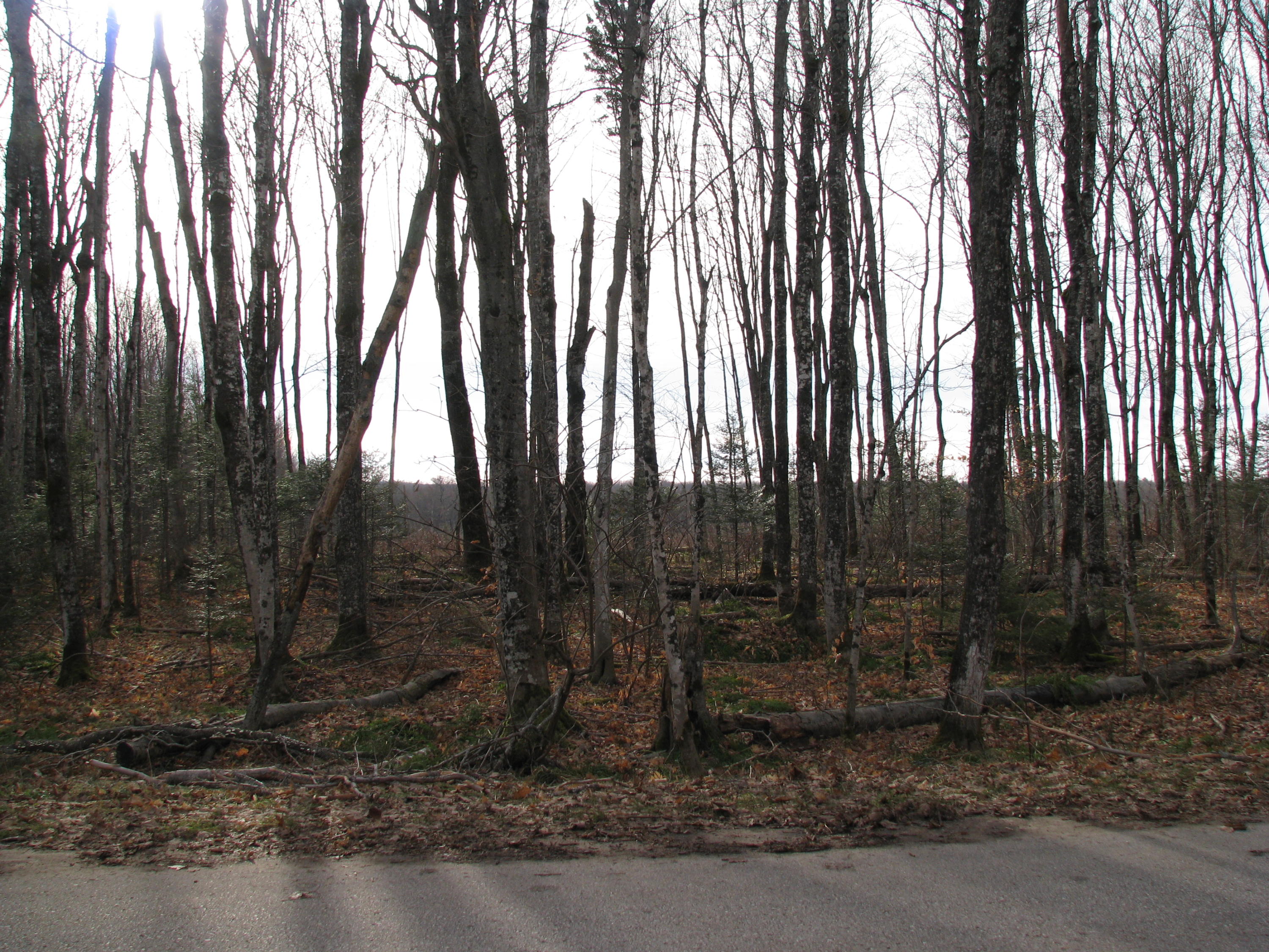 Tbd Tbd Co Road Seney, MI 49883 - Photo 3 of 6 Gallery Image 3