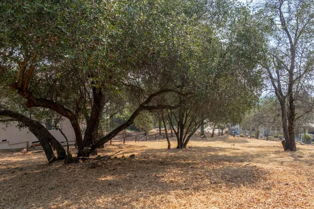 a view of tree next to a yard