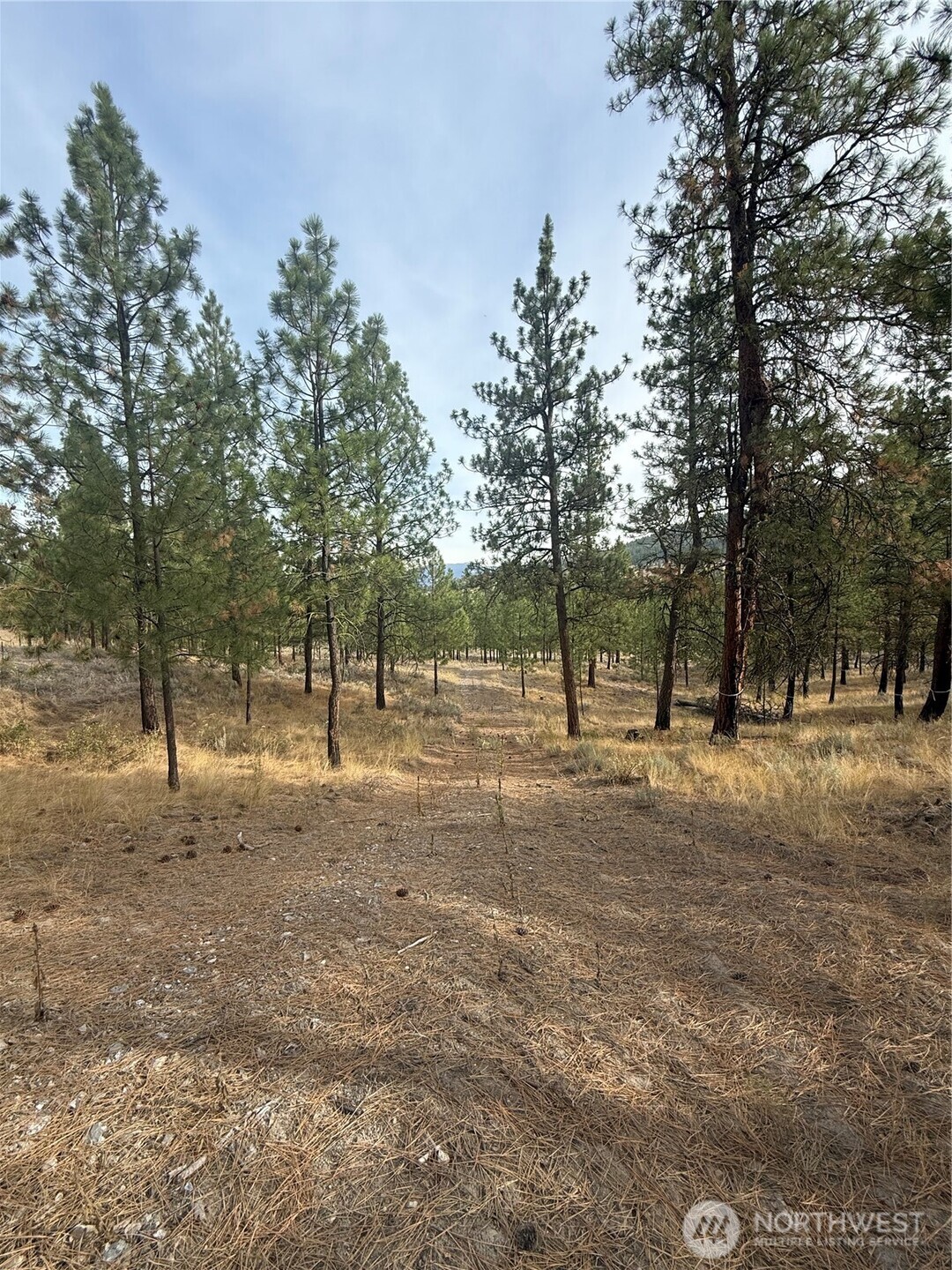 67 West Bannon Creek Road Tonasket, WA 98855 - Photo 1 of 12 a view of a tree in the middle of a yard