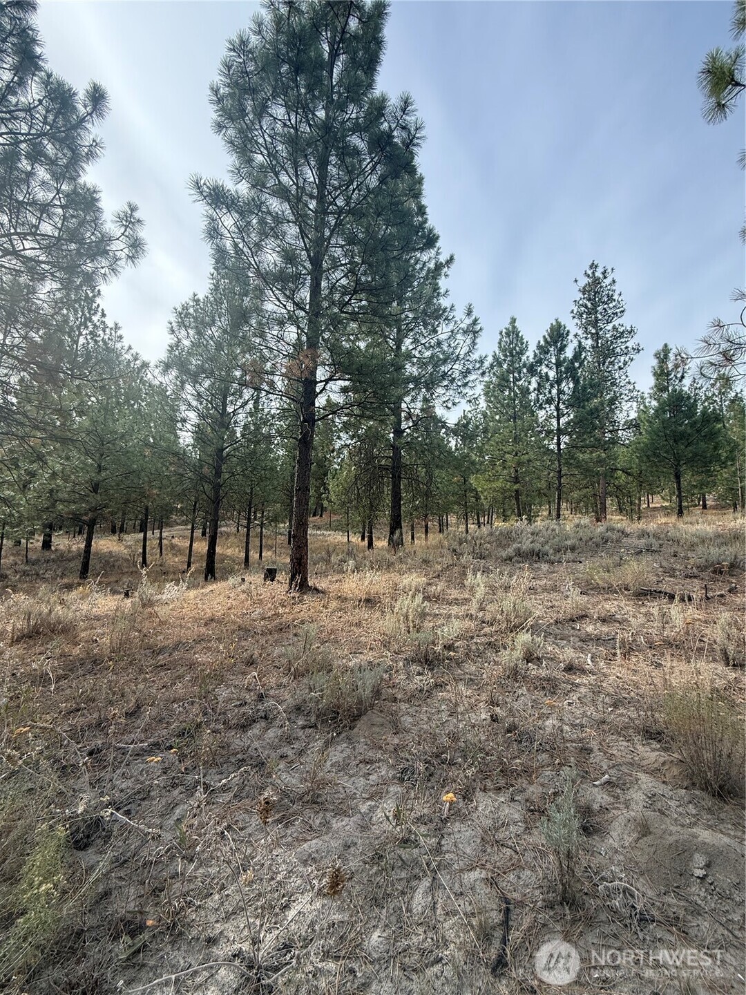 67 West Bannon Creek Road Tonasket, WA 98855 - Photo 12 of 12 a view of outdoor space with trees