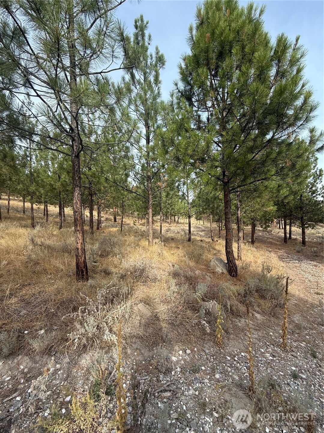 67 West Bannon Creek Road Tonasket, WA 98855 - Photo 2 of 12 a view of outdoor space with trees
