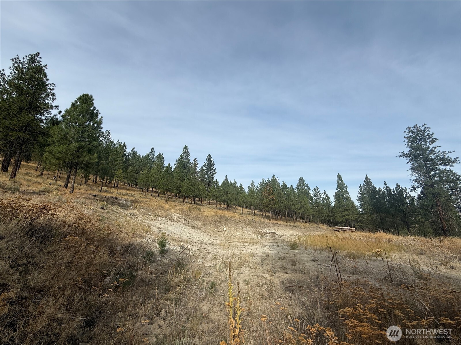 67 West Bannon Creek Road Tonasket, WA 98855 - Photo 3 of 12 a view of a forest with trees in the background