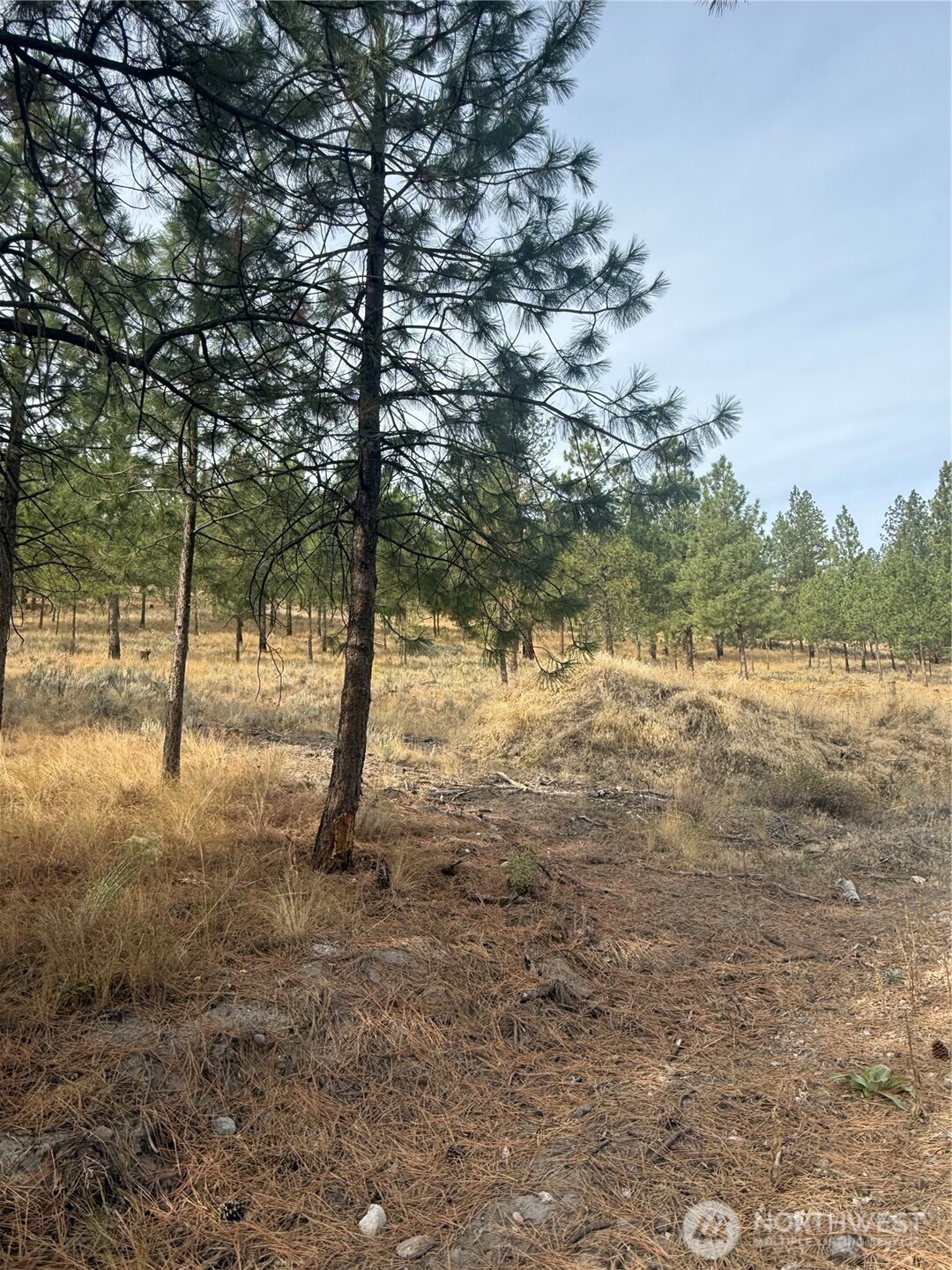 67 West Bannon Creek Road Tonasket, WA 98855 - Photo 8 of 12 a view of a yard with a tree