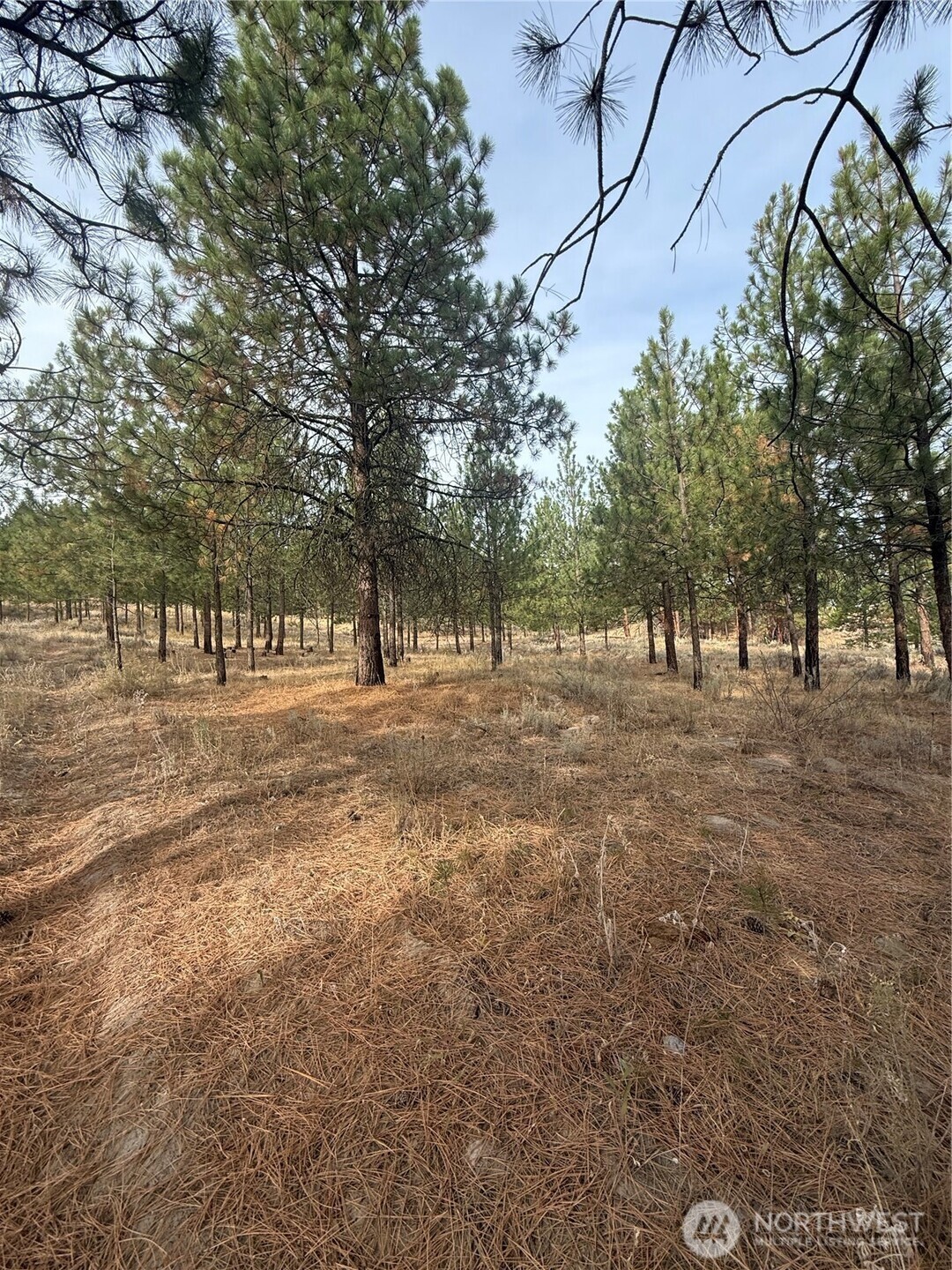 67 West Bannon Creek Road Tonasket, WA 98855 - Photo 9 of 12 a view of outdoor space with trees