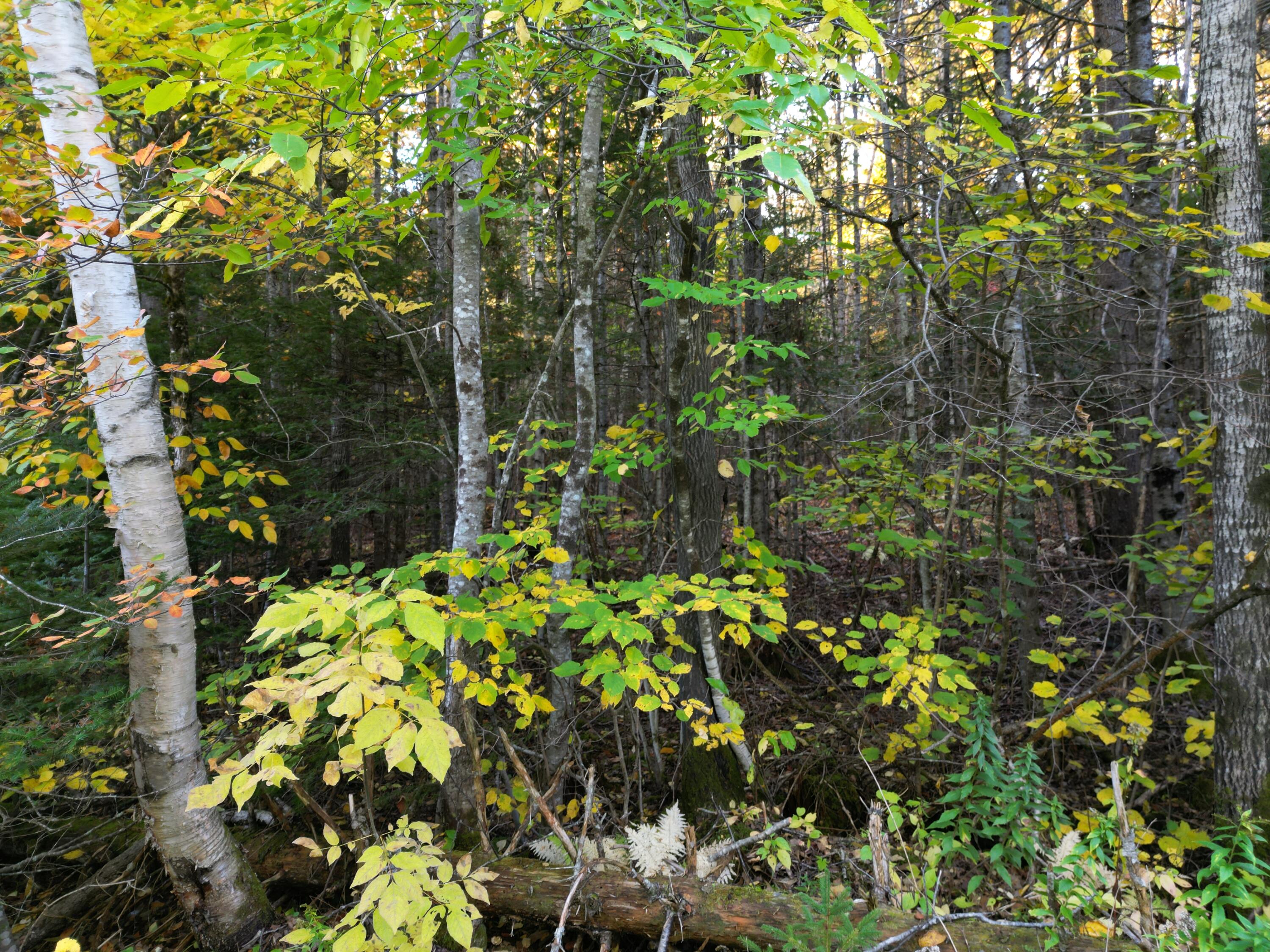 Lot 1-2 West Tucker Ridge Road Springfield, ME 04487 - Photo 19 of 20 DJI_0362