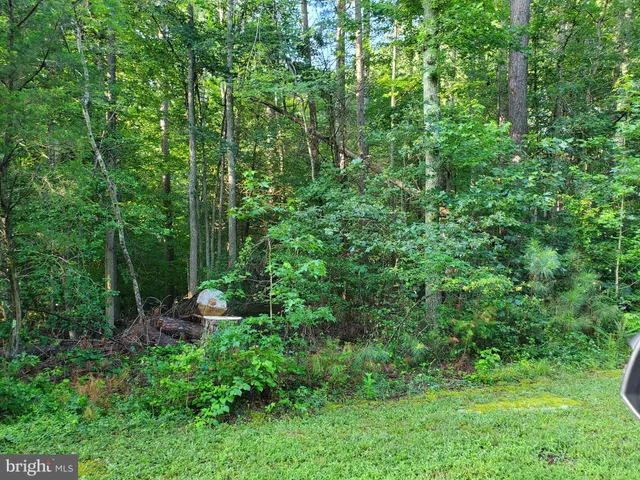 a view of a garden with plants and large trees