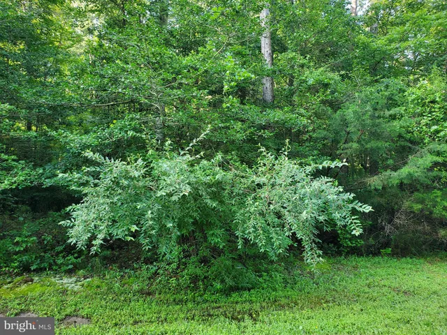 a view of a lush green forest