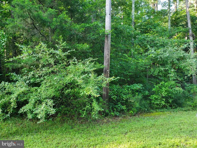 a view of a lush green forest
