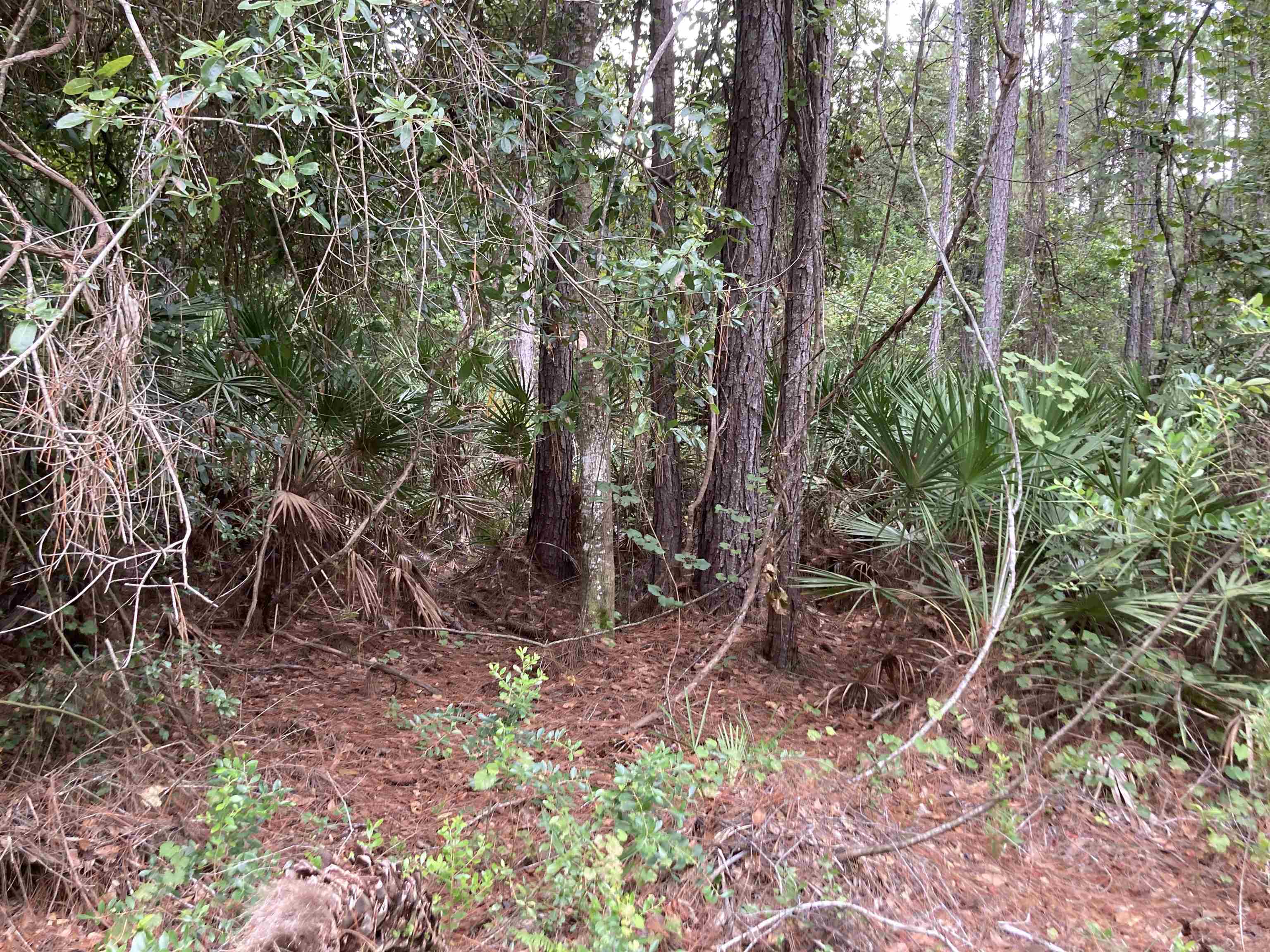 159 Lakeway Drive Georgetown, FL 32139 - Photo 2 of 4 a view of a forest