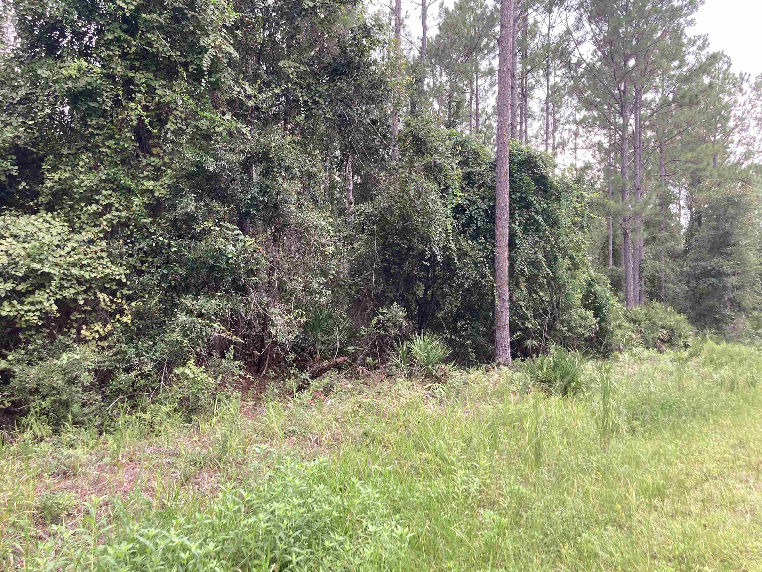 159 Lakeway Drive Georgetown, FL 32139 - Photo 3 of 4 a view of a forest with trees in the background