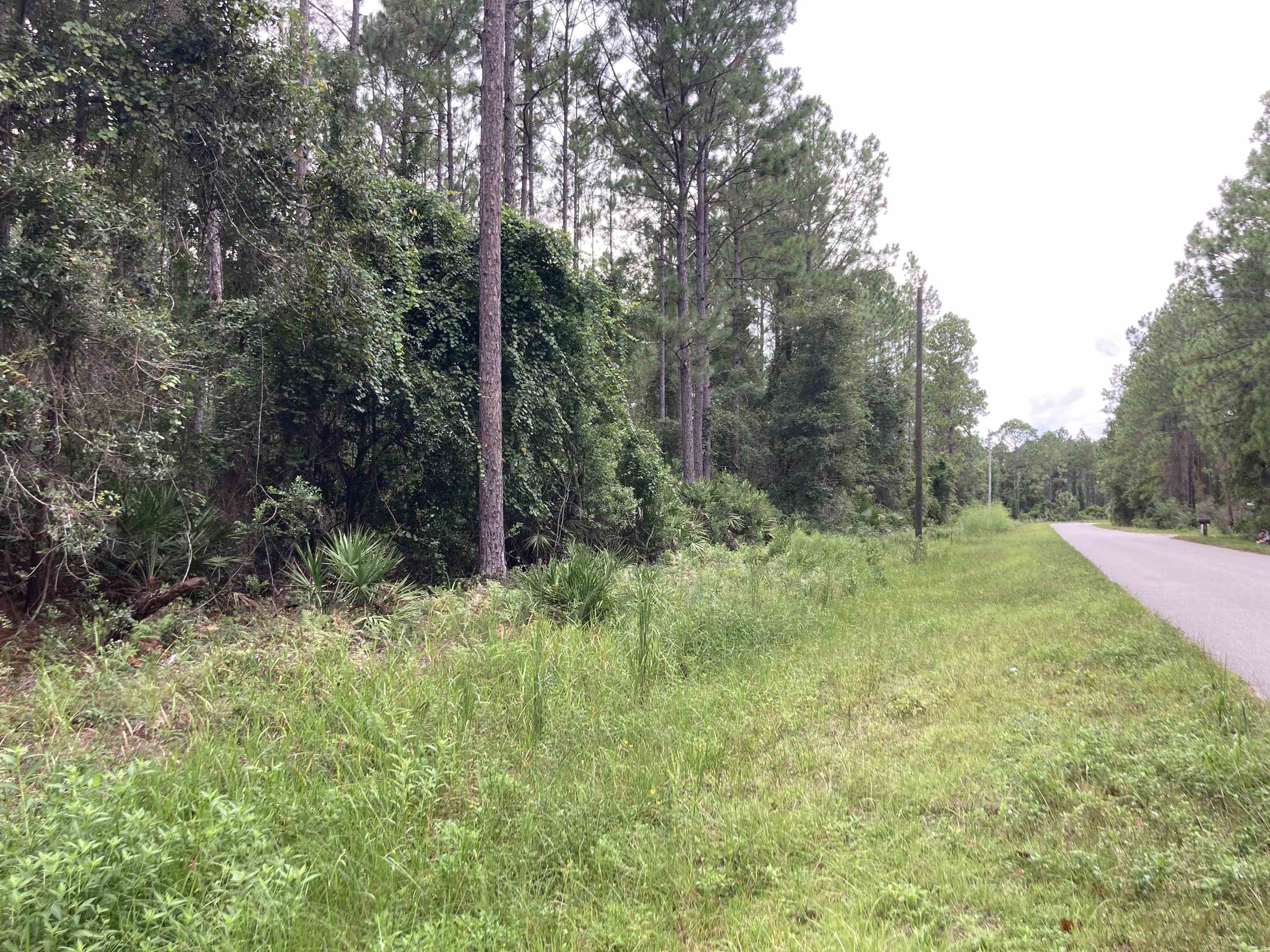 159 Lakeway Drive Georgetown, FL 32139 - Photo 4 of 4 a big yard with lots of green space and plants